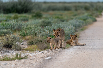 wild lion in Savanna , Africa
