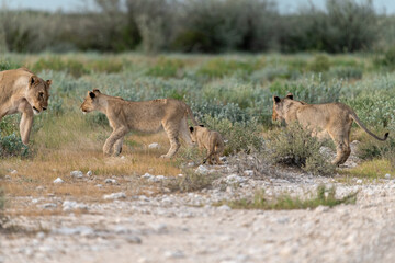 wild lion in Savanna , Africa