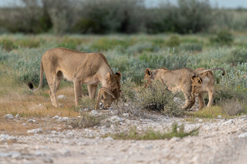wild lion in Savanna , Africa