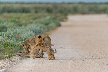 wild lion in Savanna , Africa