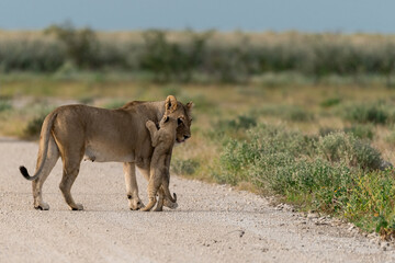 wild lion in Savanna , Africa