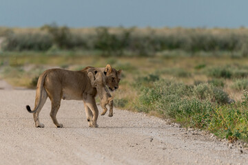 wild lion in Savanna , Africa