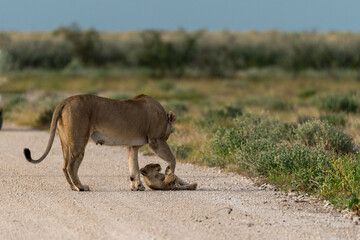 wild lion in Savanna , Africa
