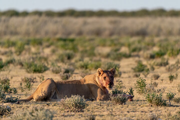 wild lions in savanna , Botswana , Africa