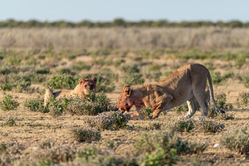 wild lions in savanna , Botswana , Africa