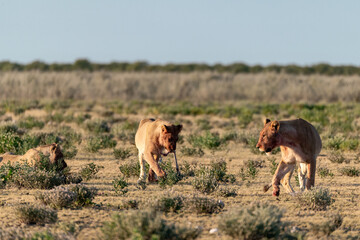 Fototapeta premium wild lions in savanna , Botswana , Africa
