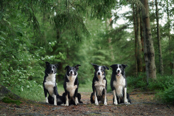 A group of border collie dogs sits attentively in a forest clearing with tall trees in the...