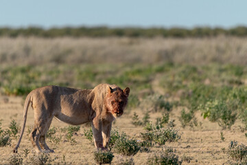 wild lions in savanna , Botswana , Africa