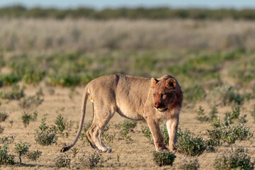 wild lions in savanna , Botswana , Africa