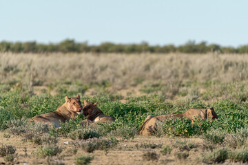 wild lions in savanna , Botswana , Africa
