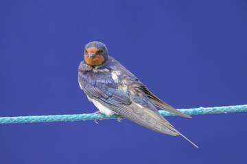A Barn swallow resting on a rope