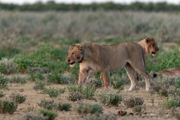 wild lions in savanna , Botswana , Africa
