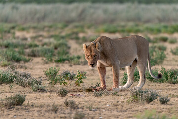 wild lions in savanna , Botswana , Africa