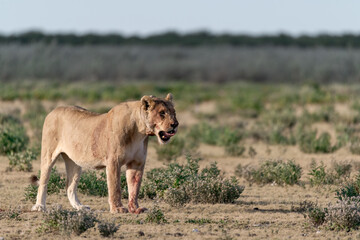 wild lions in savanna , Botswana , Africa