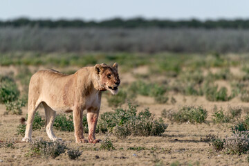 wild lions in savanna , Botswana , Africa