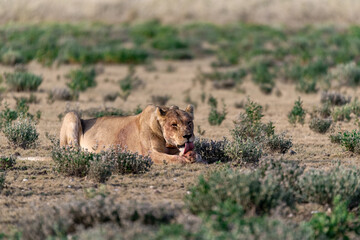 Obraz premium wild lions in savanna , Botswana , Africa