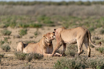 wild lions in savanna , Botswana , Africa