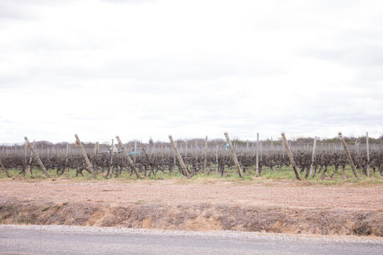Parreiral de uva seco