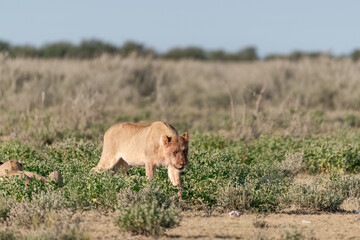 wild lions in savanna , Botswana , Africa