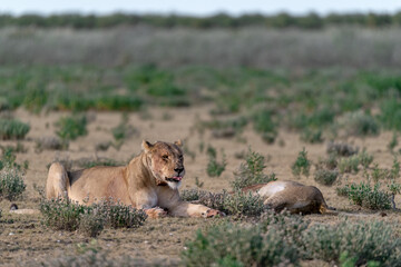 wild lions in savanna , Botswana , Africa