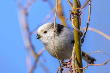 A long tailed tit sitting on a small twig