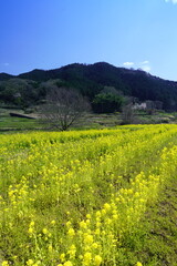 奈良飛鳥路　菜の花畑と青い空