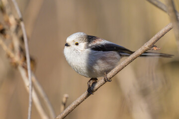 A long tailed tit sitting on a small twig