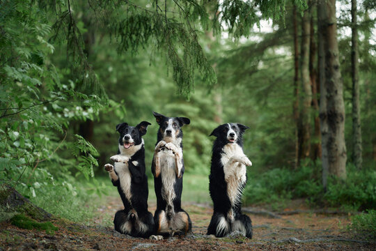 A group of border collies dogs performs tricks in a forest clearing with tall trees around. The dynamic poses add energy to the otherwise tranquil setting.