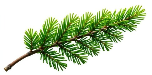 A single branch of an evergreen tree isolated on white background, with its lush foliage and needle-like leaves highlighted, needle, texture