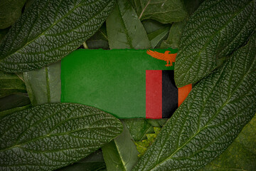 Leaves with the flag of Zambia 3D Rendering