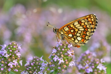 Melitaea athalia. 1404