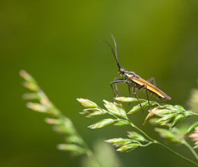 Bug resting on grass