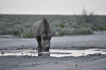 Fototapeta premium wild rhino in savanna , Africa 
