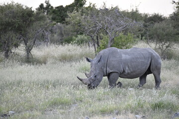Fototapeta premium wild rhino in savanna , Africa 