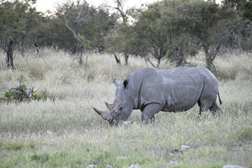 Obraz premium wild rhino in savanna , Africa 