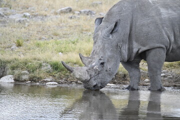 Fototapeta premium wild rhino in savanna , Africa 