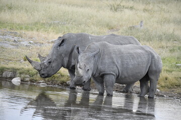 Fototapeta premium wild rhino in savanna ,Botswana , Africa