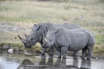 Obraz premium wild rhino in savanna ,Botswana , Africa
