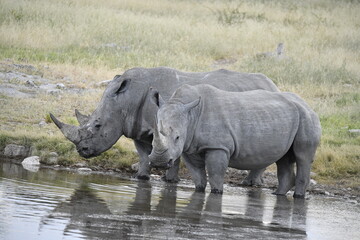 Fototapeta premium wild rhino in savanna ,Botswana , Africa