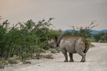 Fototapeta premium wild rhino in savanna ,Botswana , Africa