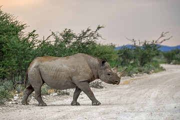 wild rhino in savanna ,Botswana , Africa