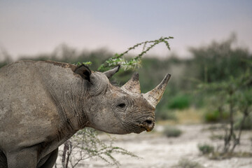 wild rhino in savanna ,Botswana , Africa