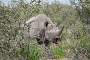 wild rhino in savanna ,Botswana , Africa