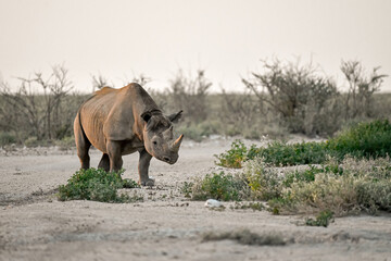 wild rhino in savanna ,Botswana , Africa