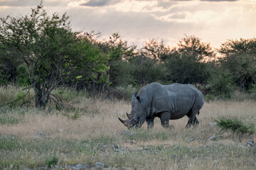 Fototapeta premium wild rhino in savanna ,Botswana , Africa