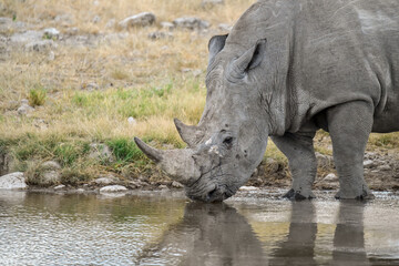 Fototapeta premium wild rhino in savanna ,Botswana , Africa