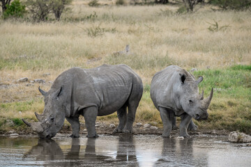 Fototapeta premium wild rhino in savanna ,Botswana , Africa