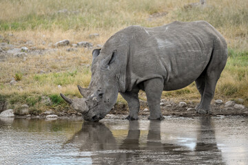Fototapeta premium wild rhino in savanna ,Botswana , Africa