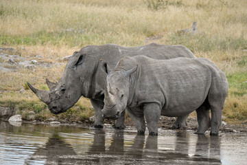 Obraz premium wild rhino in savanna ,Botswana , Africa