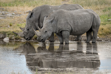 wild rhino in savanna ,Botswana , Africa